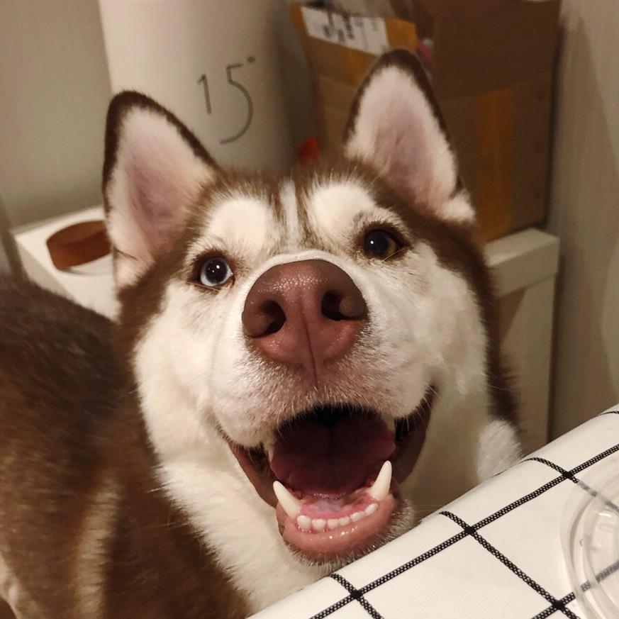 二狼神摩卡@抖音