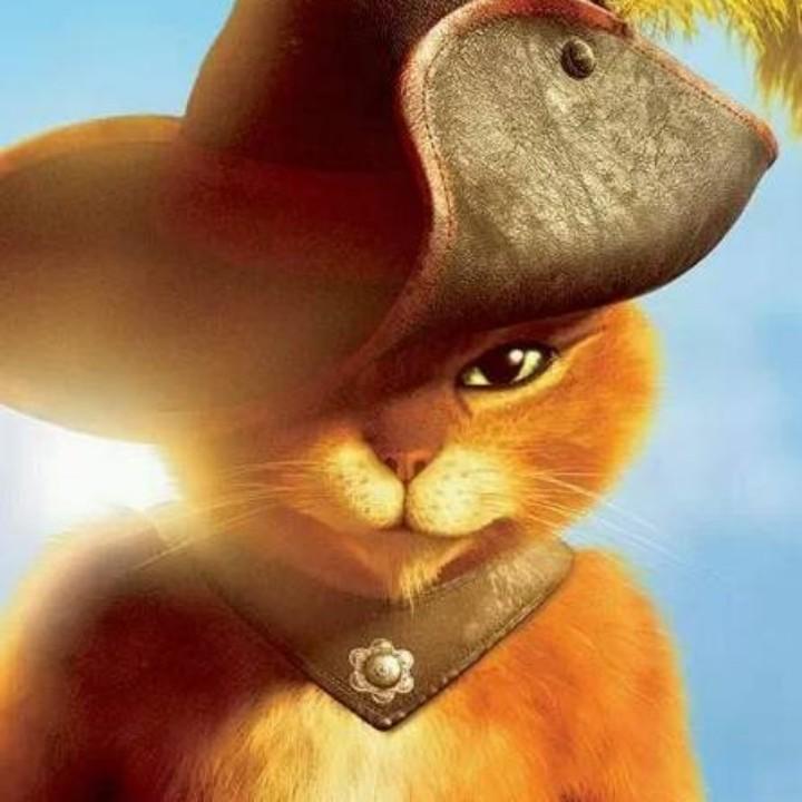 穿拖鞋的猫爷