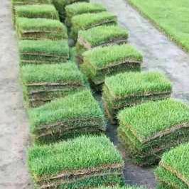 观巢小张草皮直销