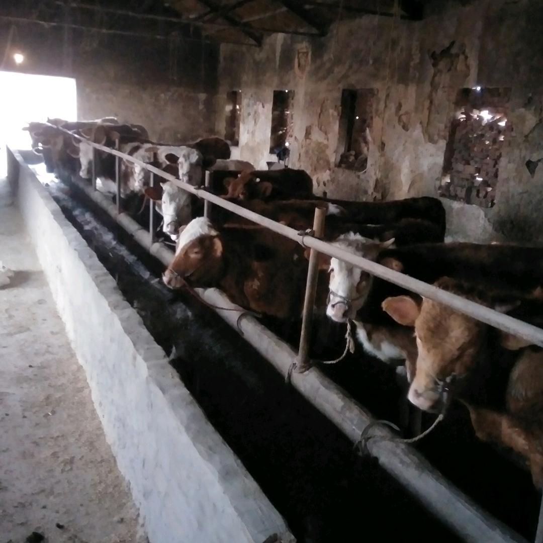 养牛🐮牛