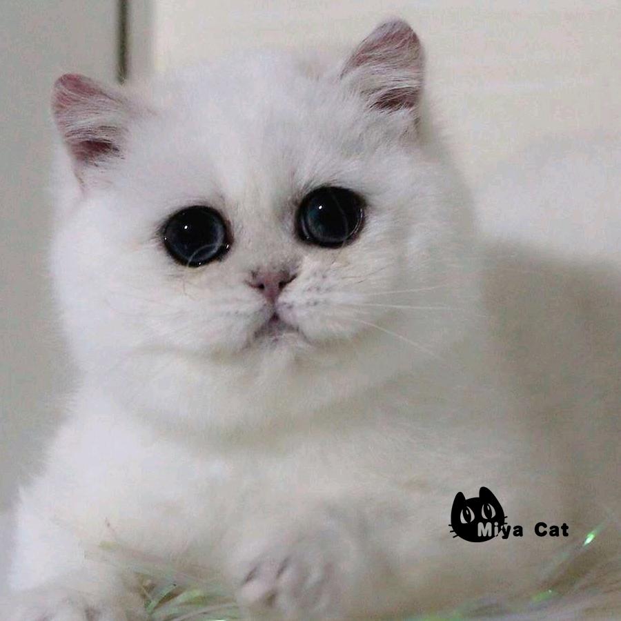 石家庄咪吖猫舍
