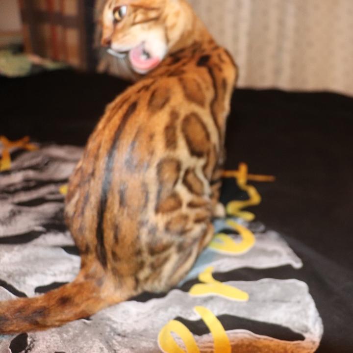 柒柒和绵绵