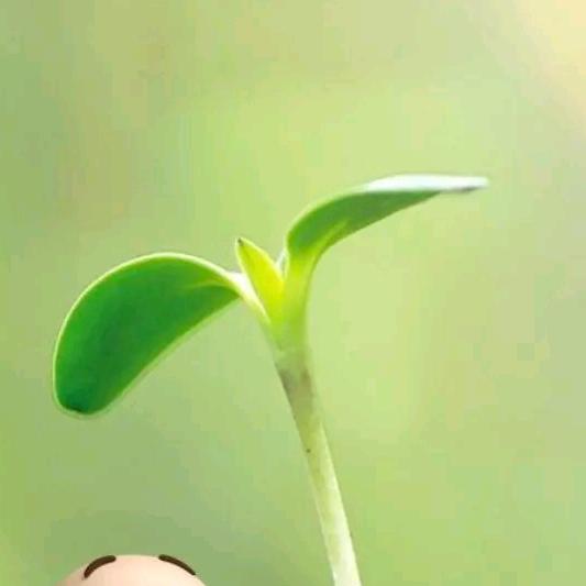 ꧁❀红❀꧂