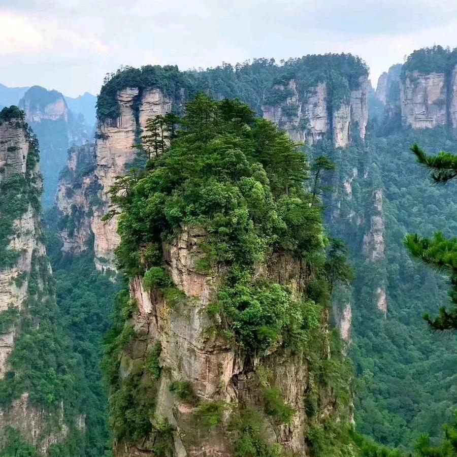 坚毅的胡杨