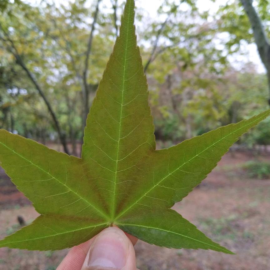 小黄吖