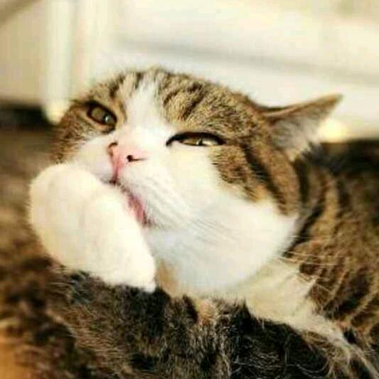不吃鱼的猫