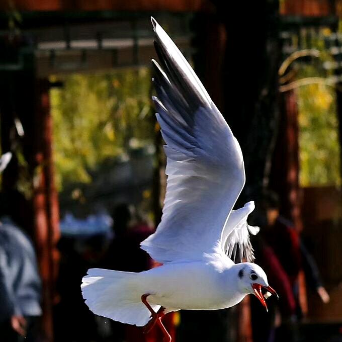 执着，追寻。（彝族）