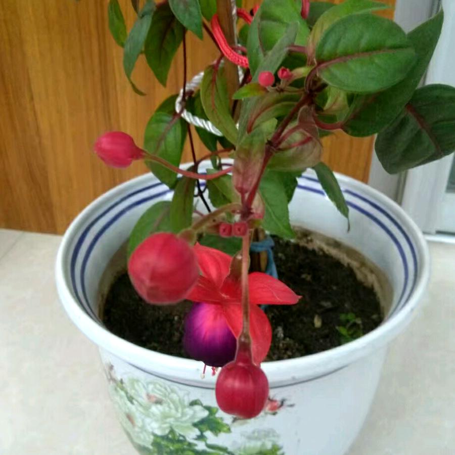 一帆风顺