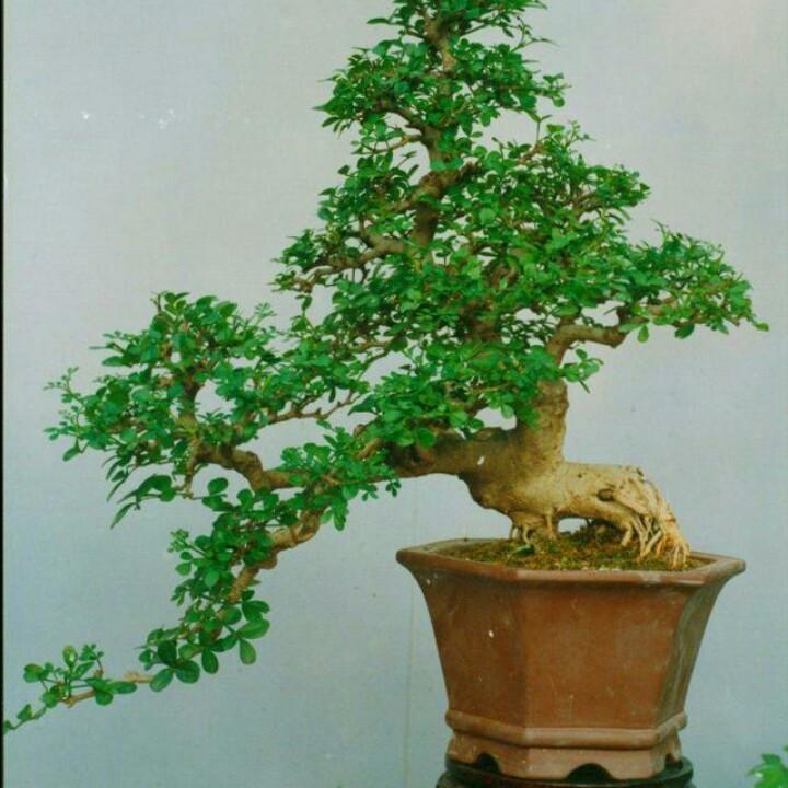 🐭我是冠军🌈