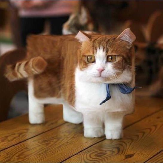 思科电子账号 火箭猫