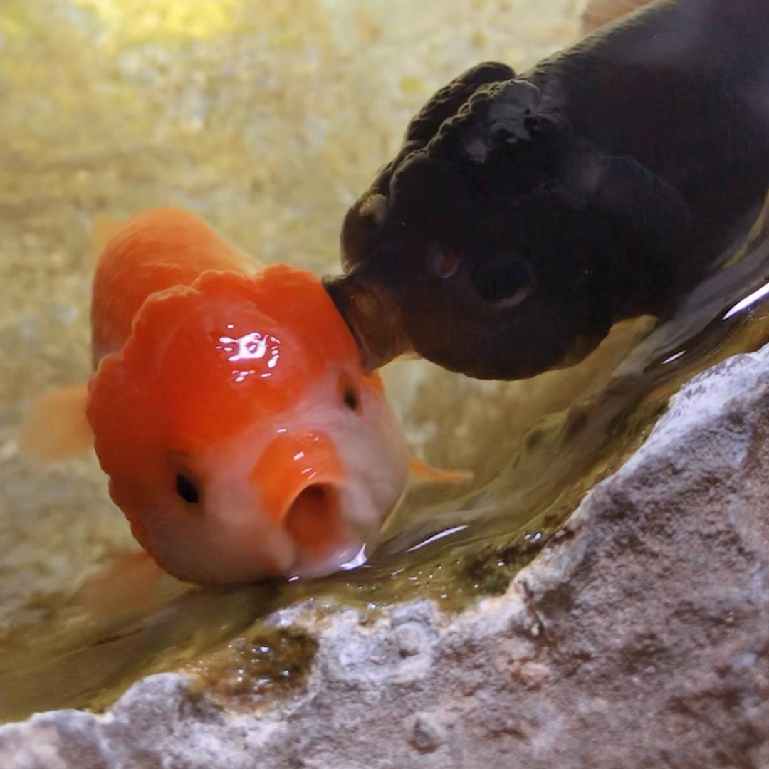 方方&波妞