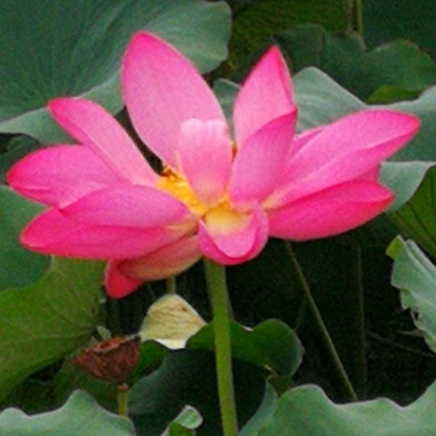 春暖花开