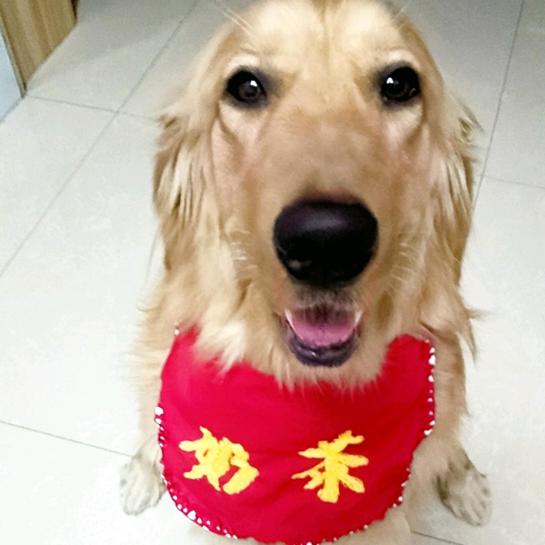 金毛奶茶