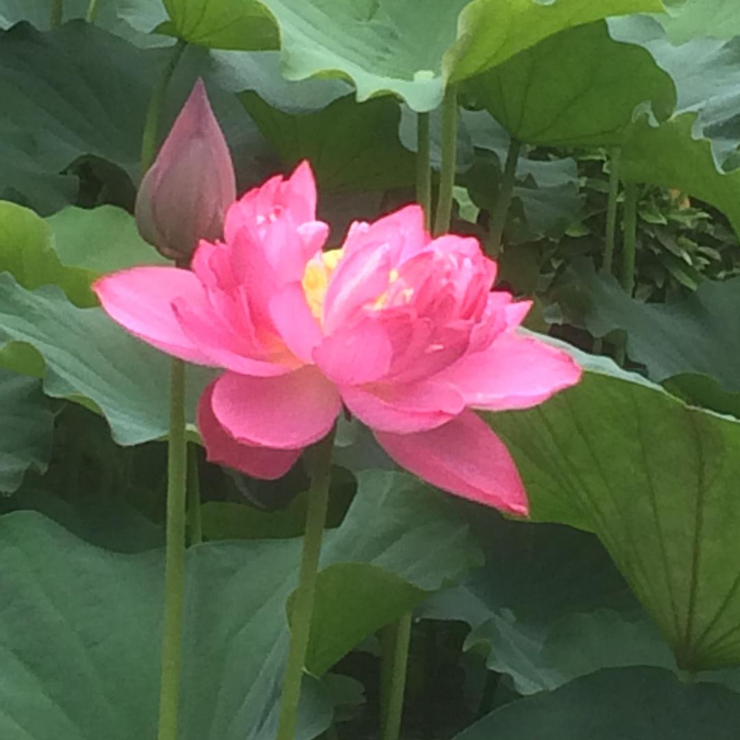 花开富贵杨德忠