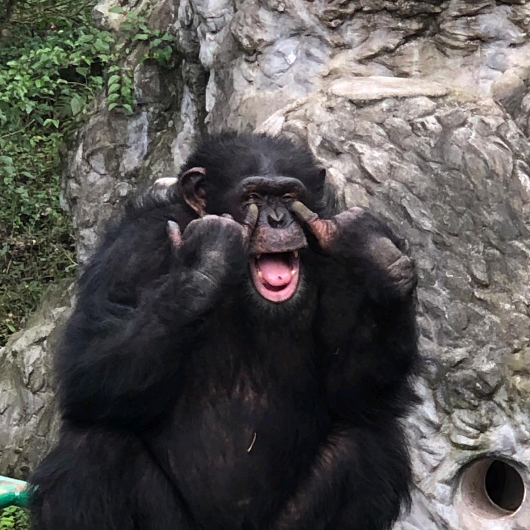 黑猩猩渝辉@抖音