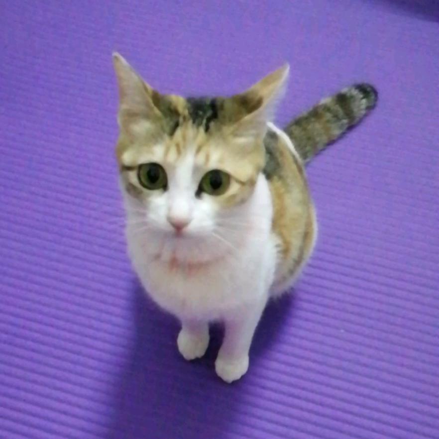 花猫 品牌折扣1