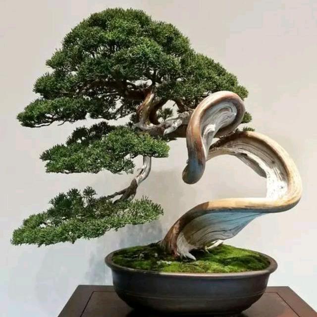 🌴💐夏日阳光🌷🎄