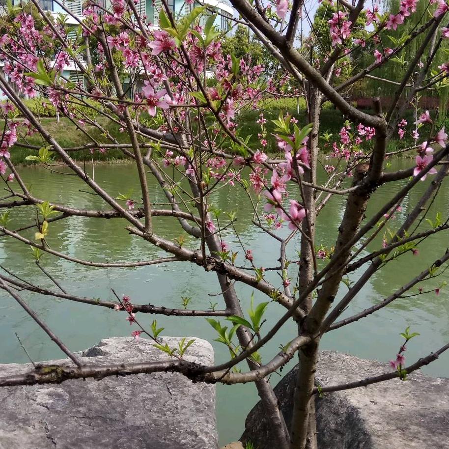 阳光（厨窗有好物）