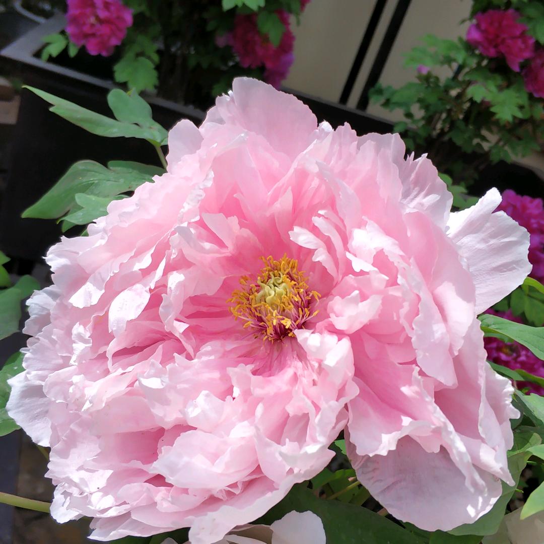 花花世界.