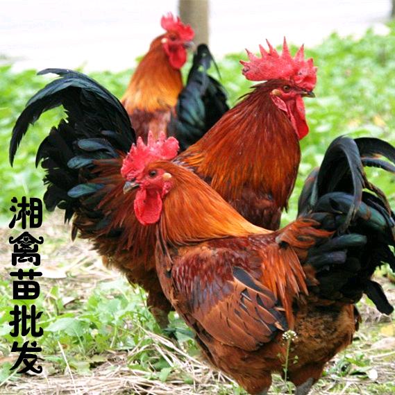湘禽苗孵化场