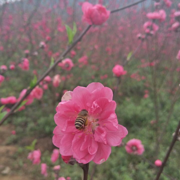 美美