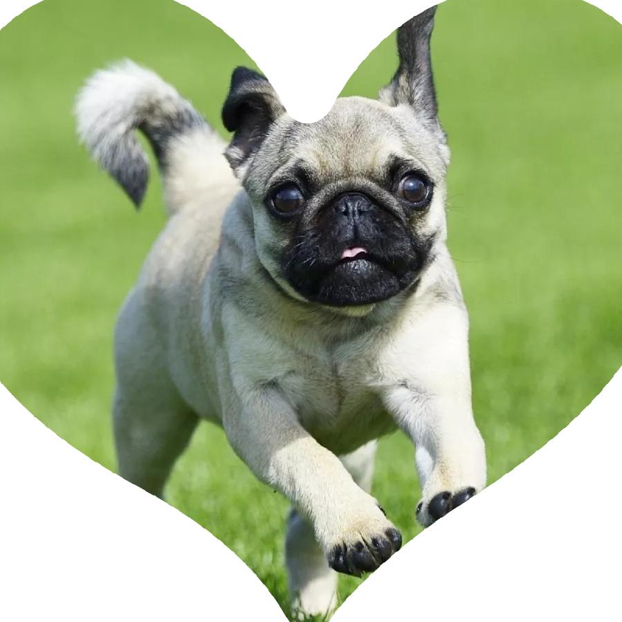 ╭╯一笑為紅顏