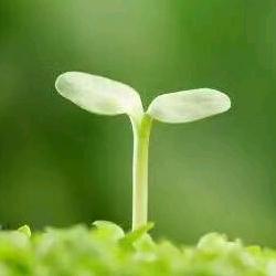 林易璇