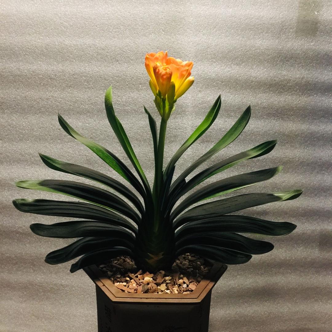 虎翼君子兰苑