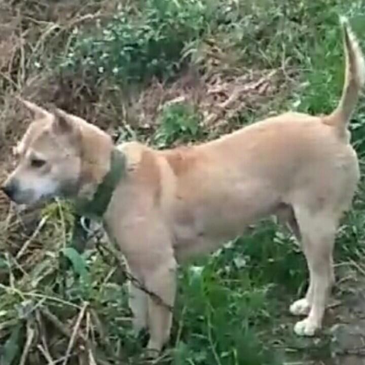 广西河池强哥土猎犬