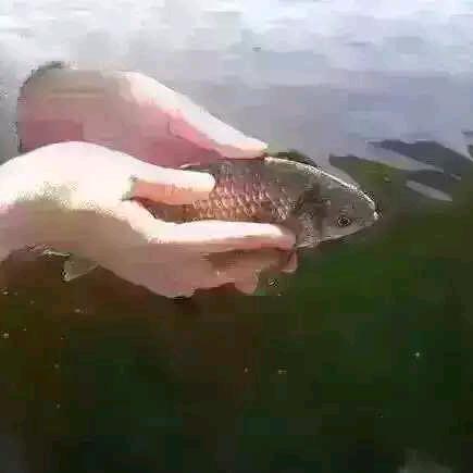 一生慈悲（慧君）