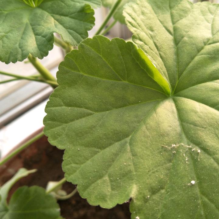 起麻菜
