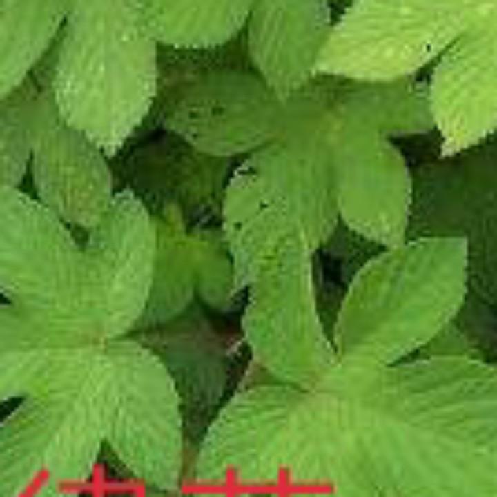 每天学点生态植物