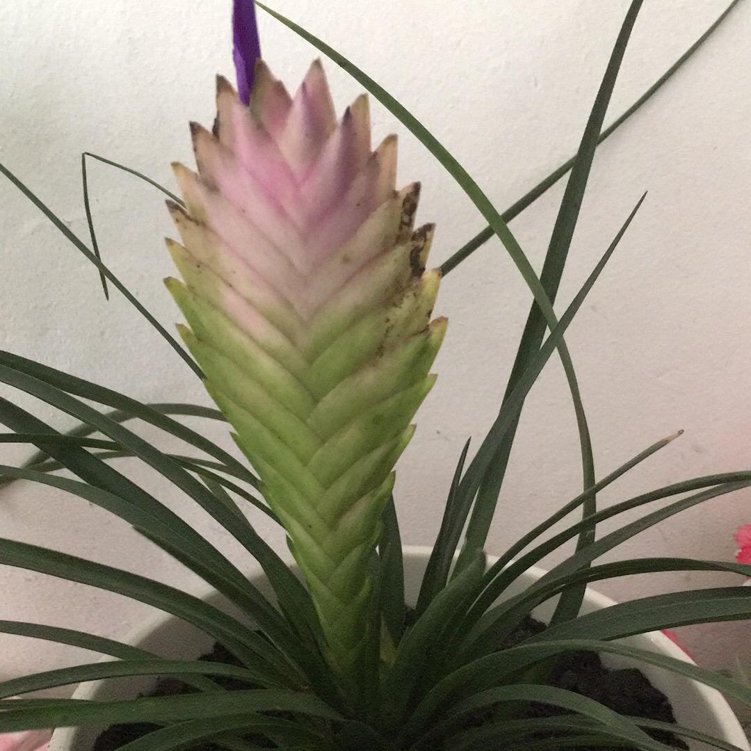 笑看人生
