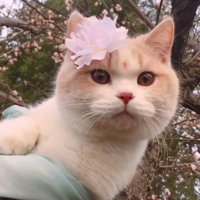 你真好看
