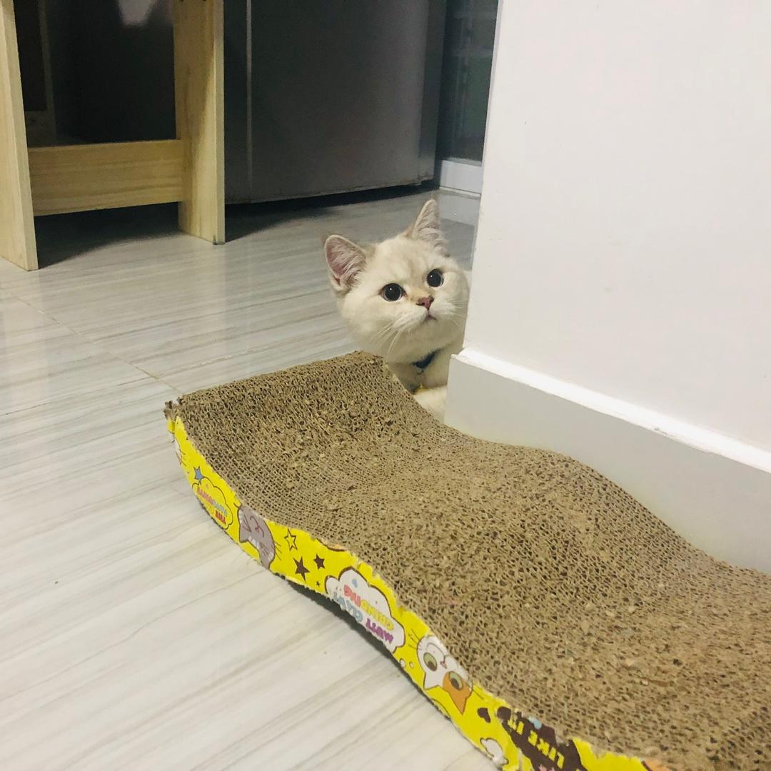 肥仔不吃小鱼干
