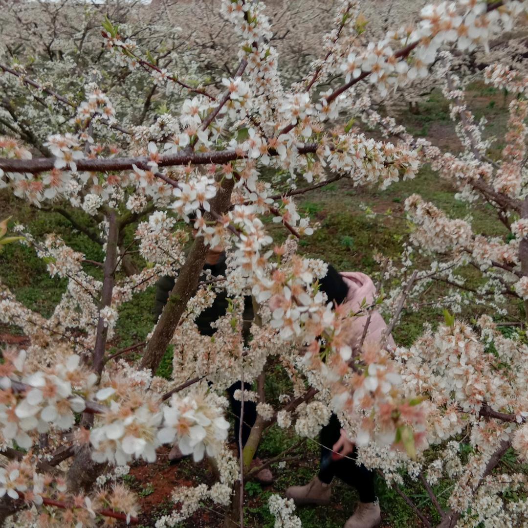 春天里
