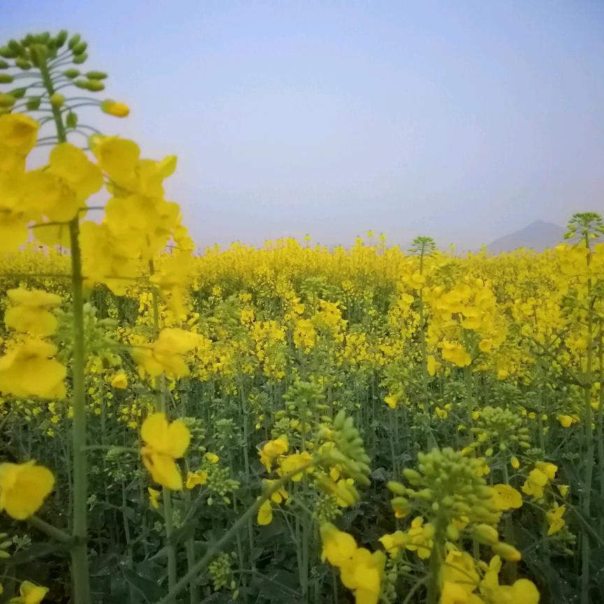 心语草