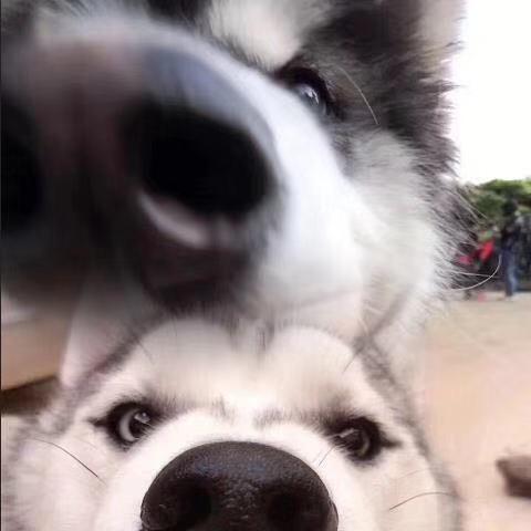 赵拉斯吃二狗@抖音