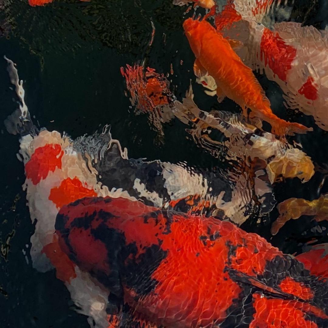 林枫_一泓锦鲤