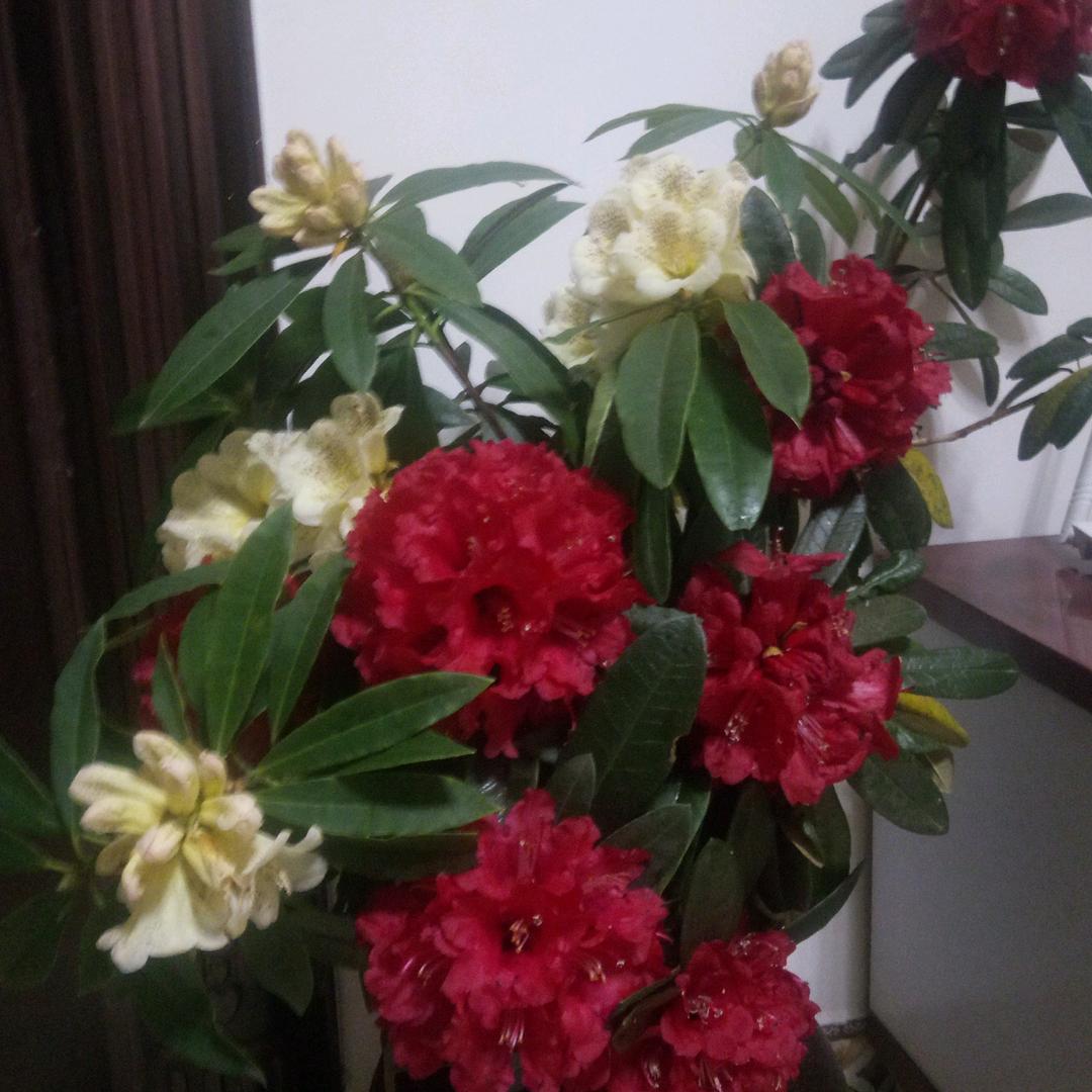 七八