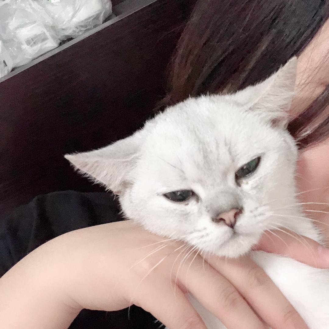 米粒是只猫🐱