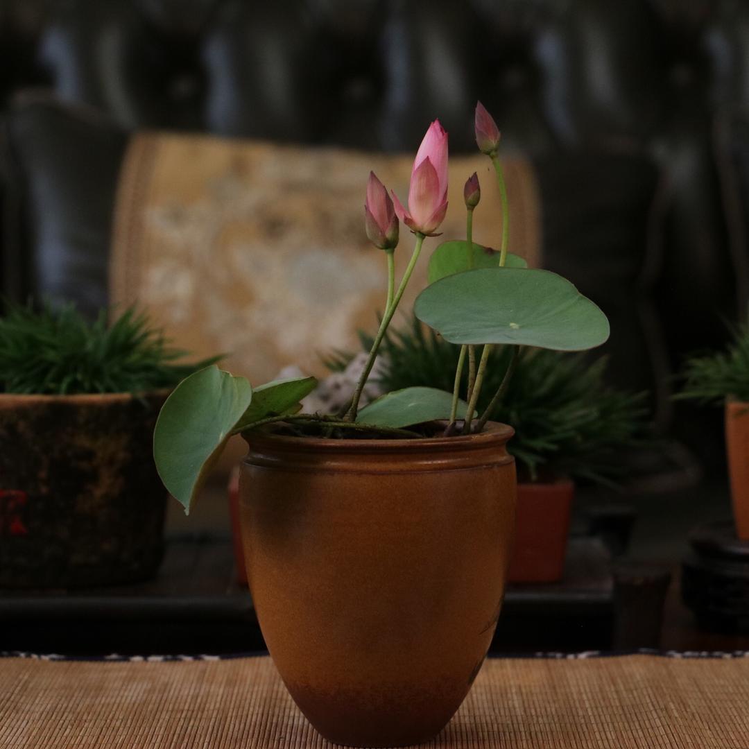 不二的花园