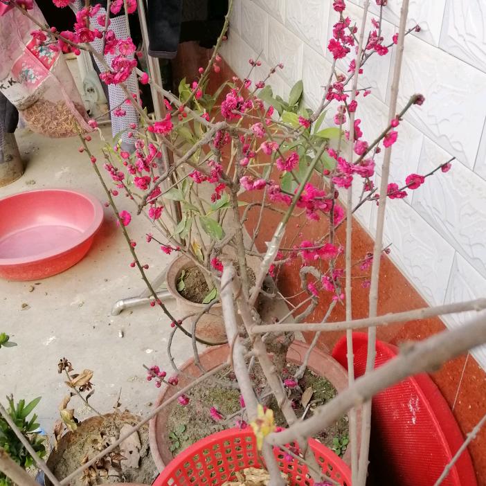 伤感王子