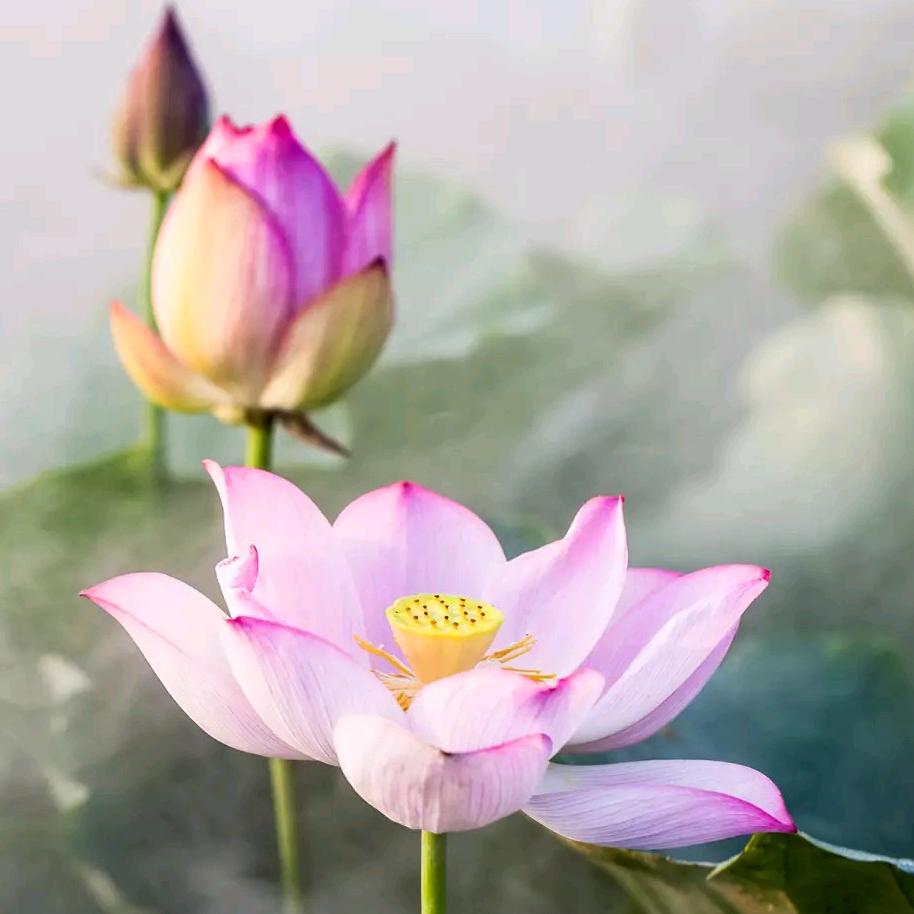 💞虎里💞虎涂💞