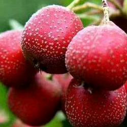 ♡踏雪寻梅(｡･ω･｡)ﾉ♡