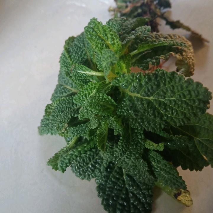 杰哥