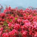 毛菊