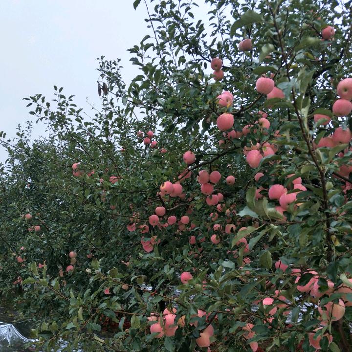 最初模样