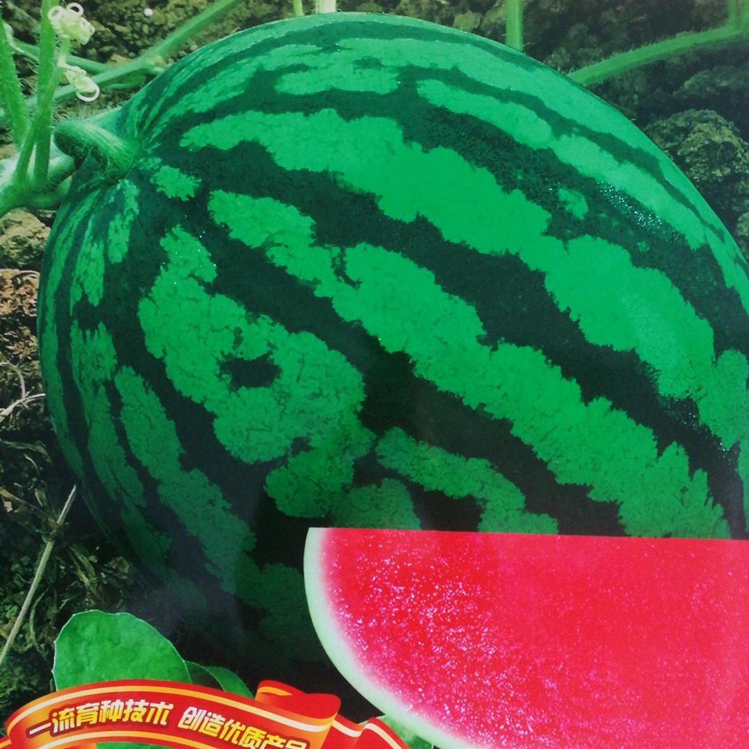 大兴种业