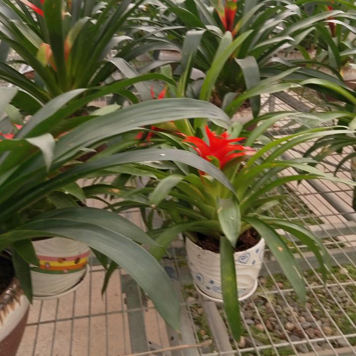 梦幻